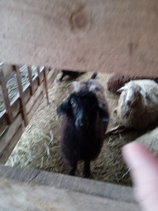 Продам      козу