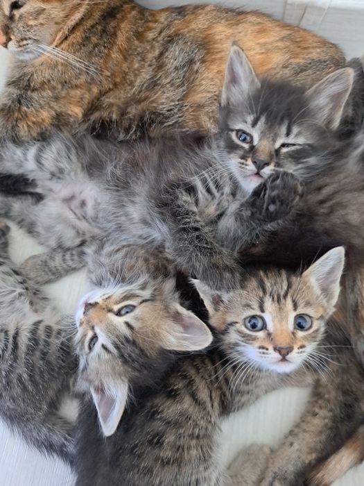 Котята кошки мысык