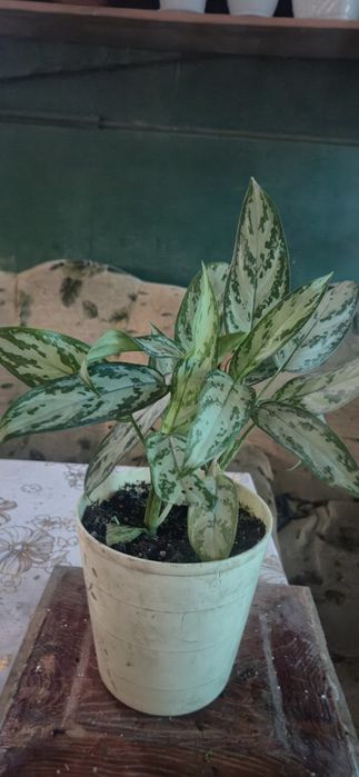 Продам комнатные цветы