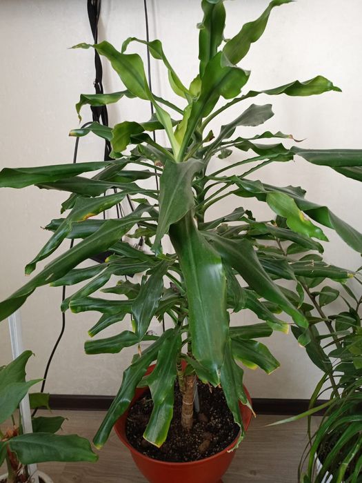 Үйдің гүлі сатылады