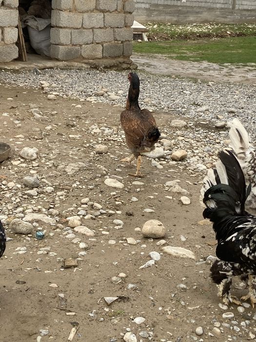 Осы тауқ сатылады 15000 тнг