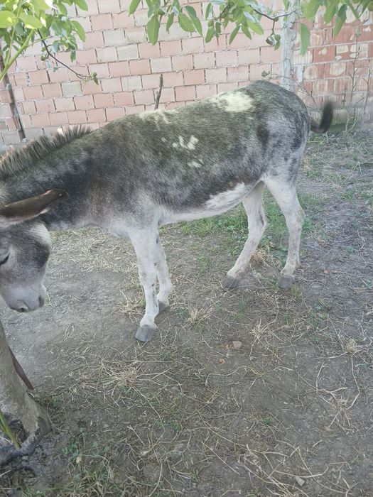 De vînzare 2magărițe si 1 magar