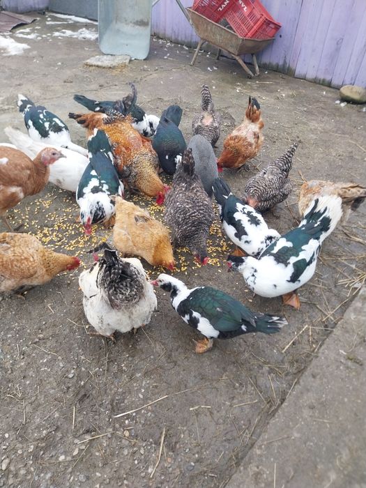 Vând păsări de curte