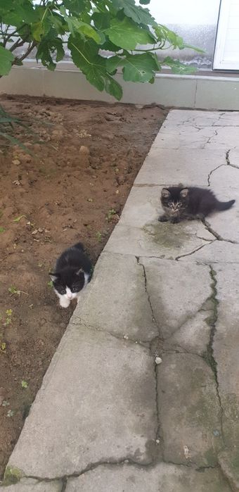 Отдам даром котят