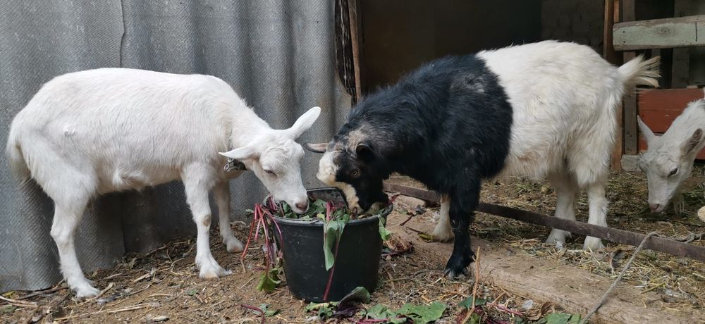 Продам козу и козла