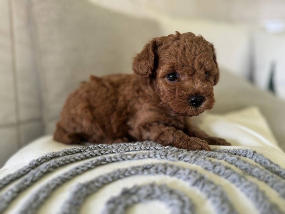 Пудел мини мини