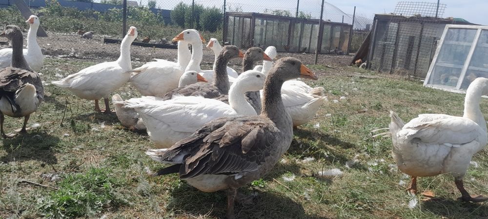 Продам гусей майские