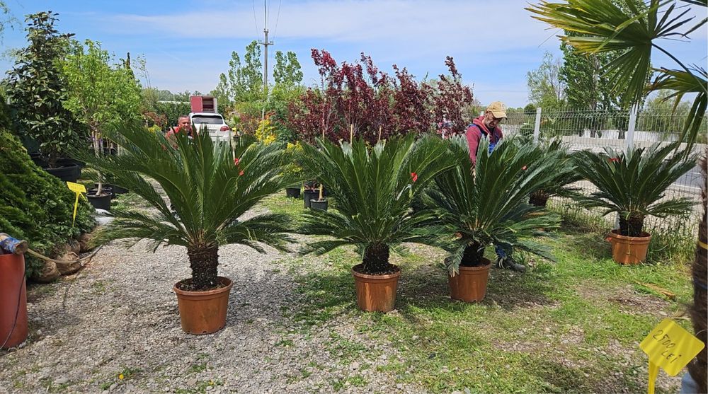 Plante ornamamentale de orice specie