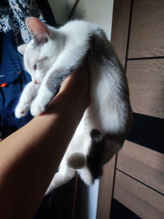Котята девочки 5 шт