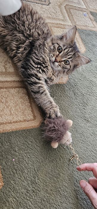 Котёнок мальчик скотиш страйт