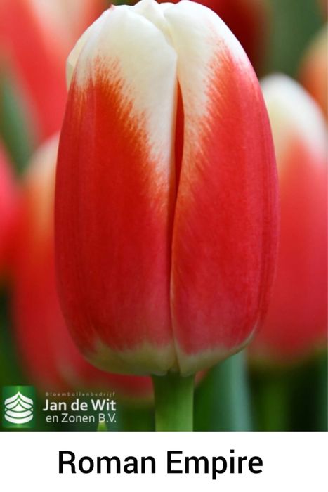 Тюльпаны оптом во все города