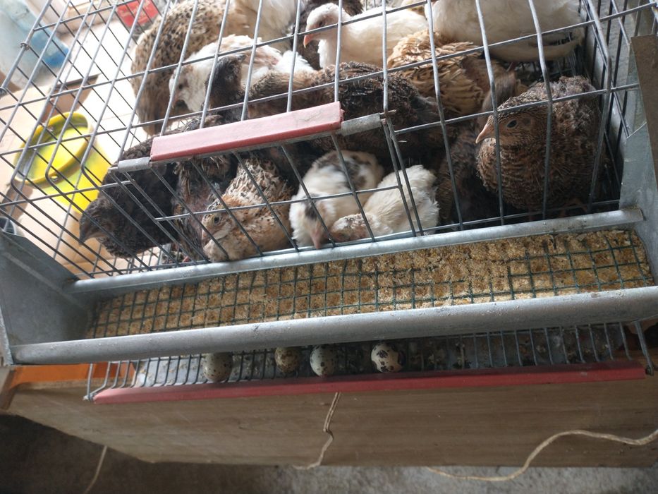 Vând prepelite și oua prepelita