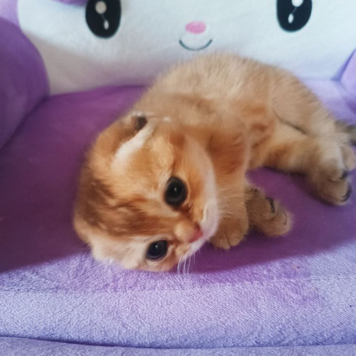 Золотая шиншилла, котенок мальчик Scottish Fold - 250 у.е.
