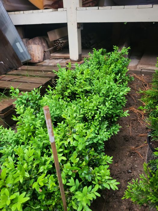 Продам сеянцы голубой ели