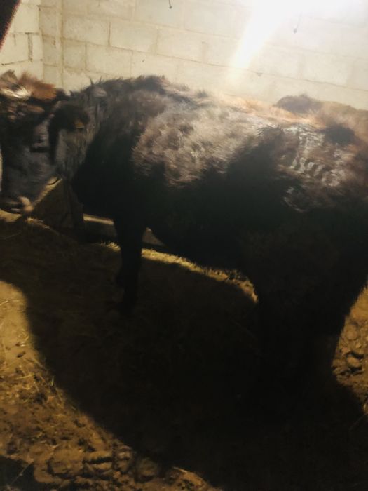 Сүтті сыиыр буаз 3 тума