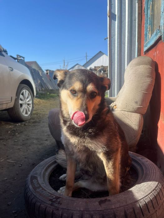 Отдам в добрые руки