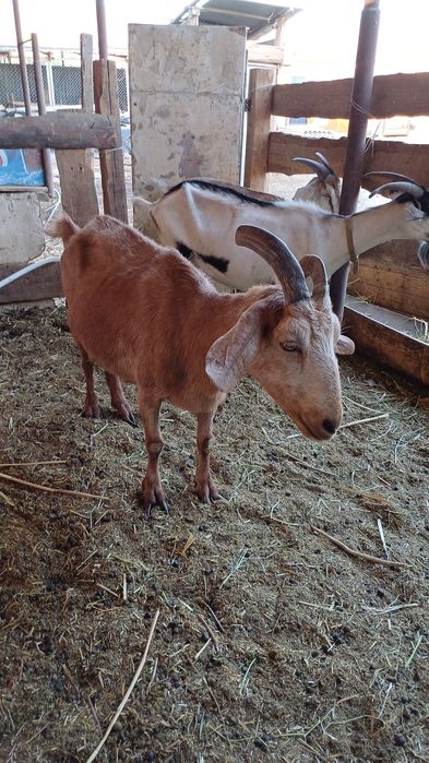 Срочно.  Сутти ешкилер сатылады.