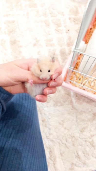 Продаются хомячки сирийские