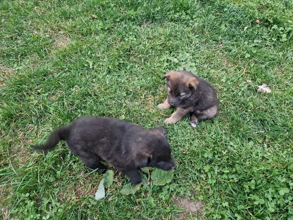 Щенки лайки 1.5 месяц