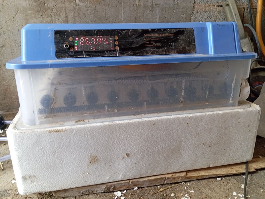 Инкубатор сатылады