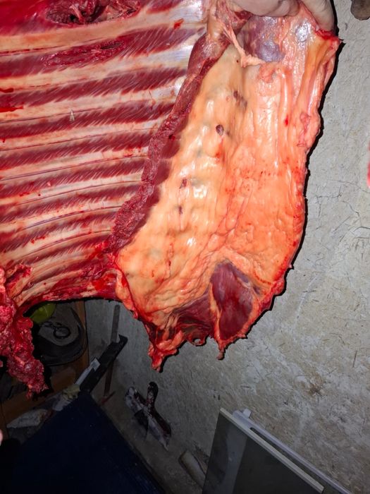 Согым сатылады 2500тг/кг