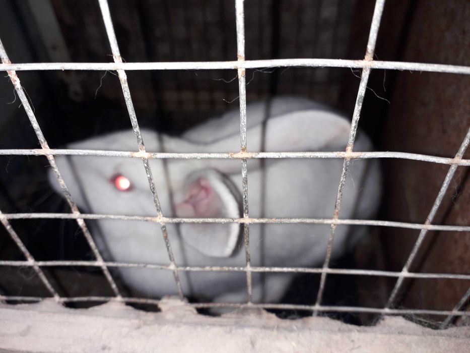 Кролики с гарантии домашние