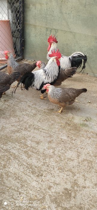 Cocos argintiu italian rasa ouătoare