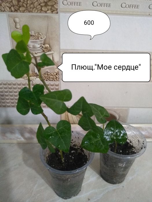 Продам Комнатные цветы