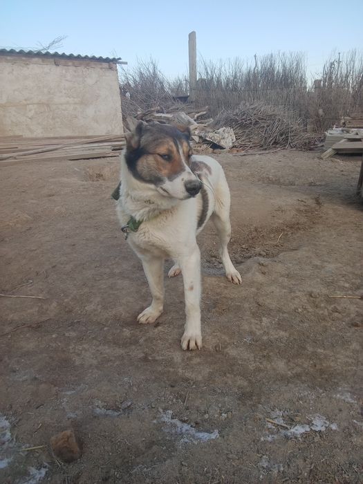 ИТ сатылады 1жасар еркек