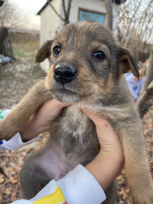 Отдам щенков в добрые руки