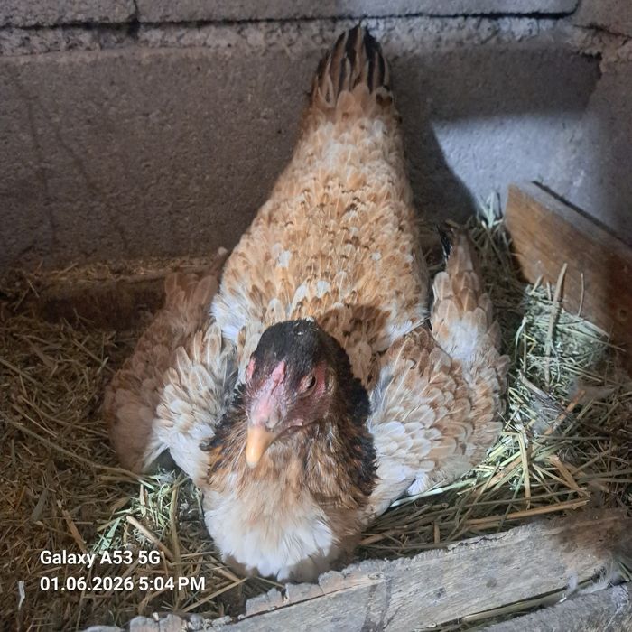 Продам 2 квочки даканки