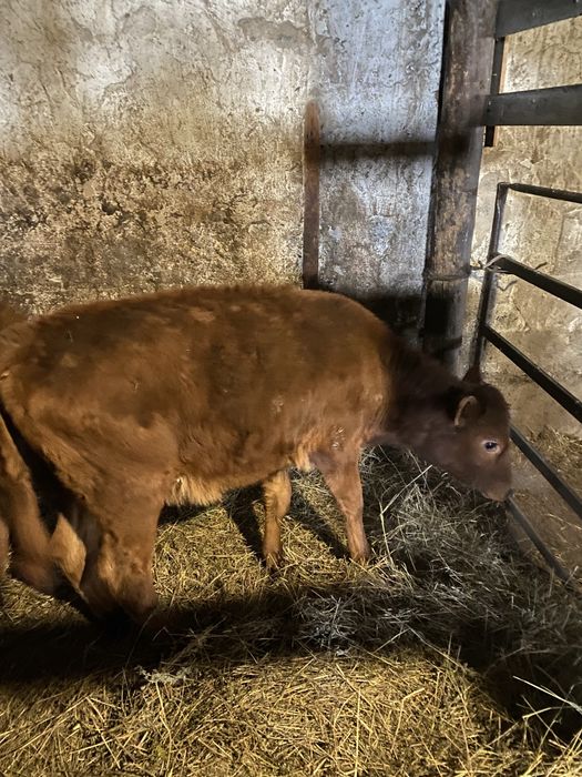 Продам телят 3-4 месяца