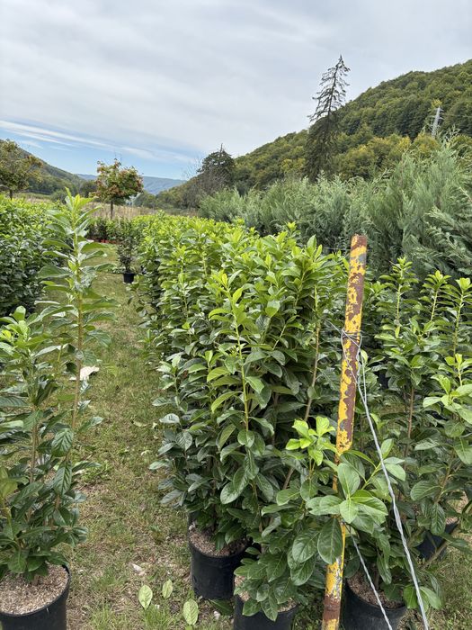 Tuia leylandii gazon rulou