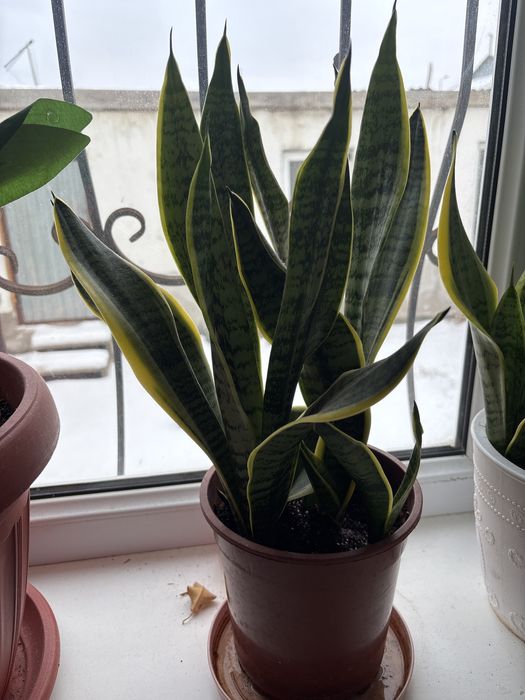 комнотные растения