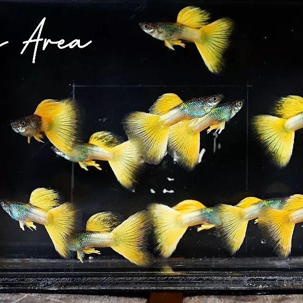 Guppy parodi chistaya liniya