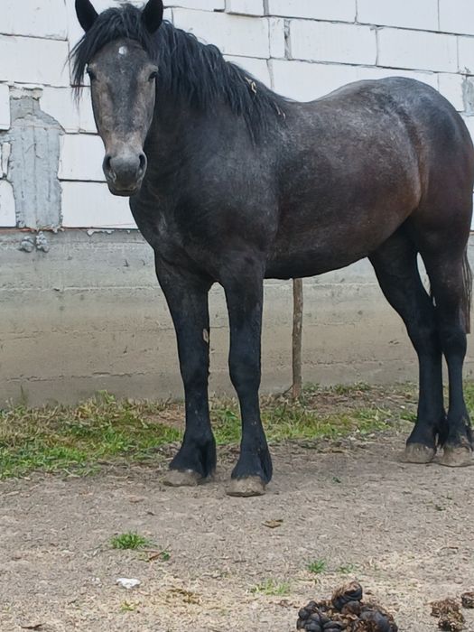Vând mânză de 2 ani.