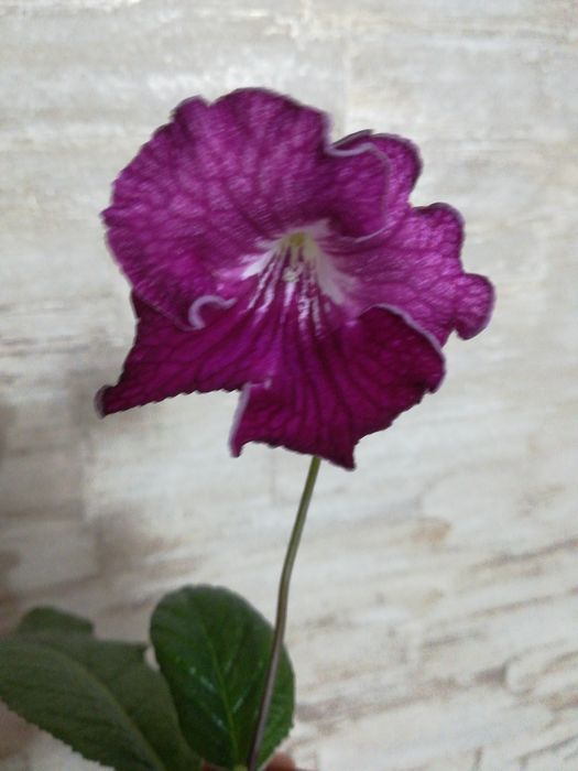 Продам комнатные цветы фиалки.