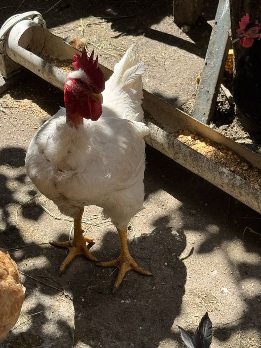 Продам домашних Петухов