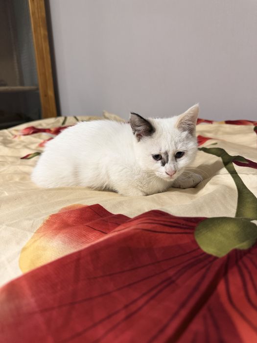 Котенок колор-пойнт (сиам/тай тип)