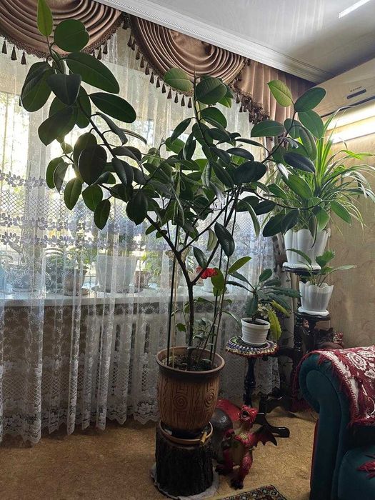 фикус каучуконосный