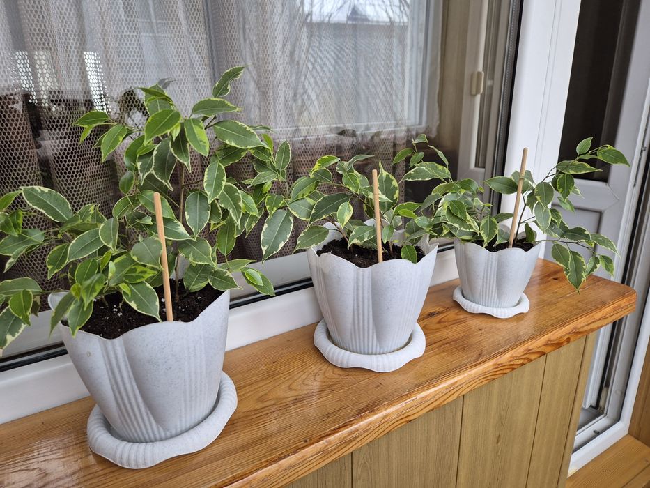 Продам  пестрый ФИКУС Бенджамина!