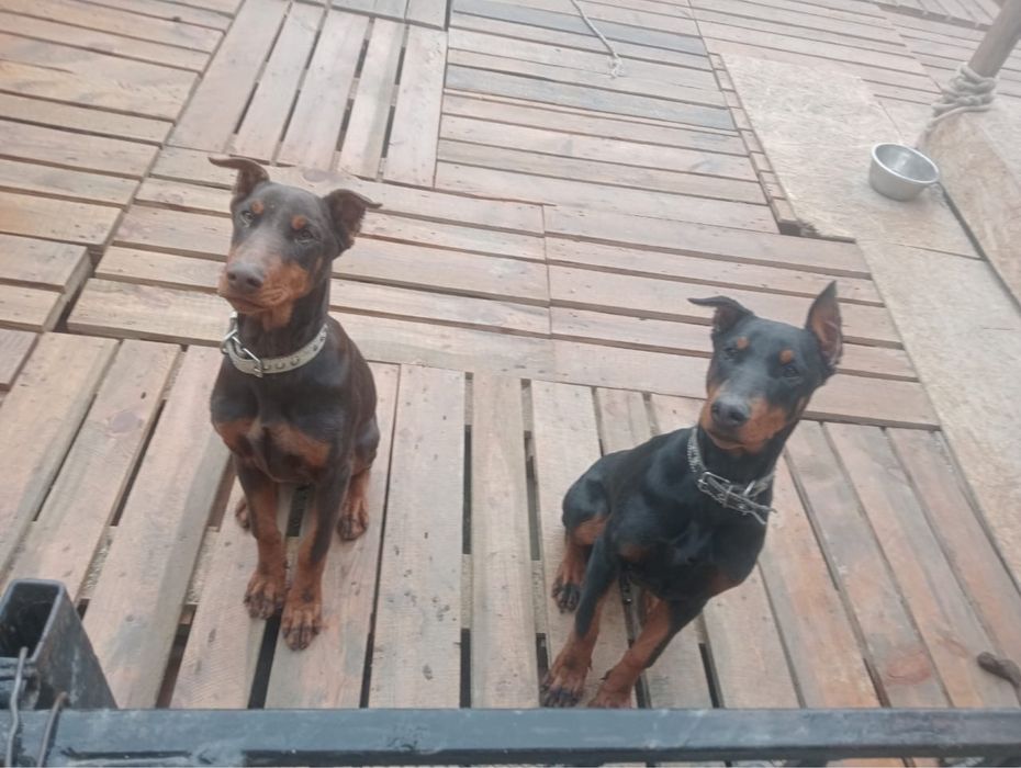 Предлагаються щенки добермана