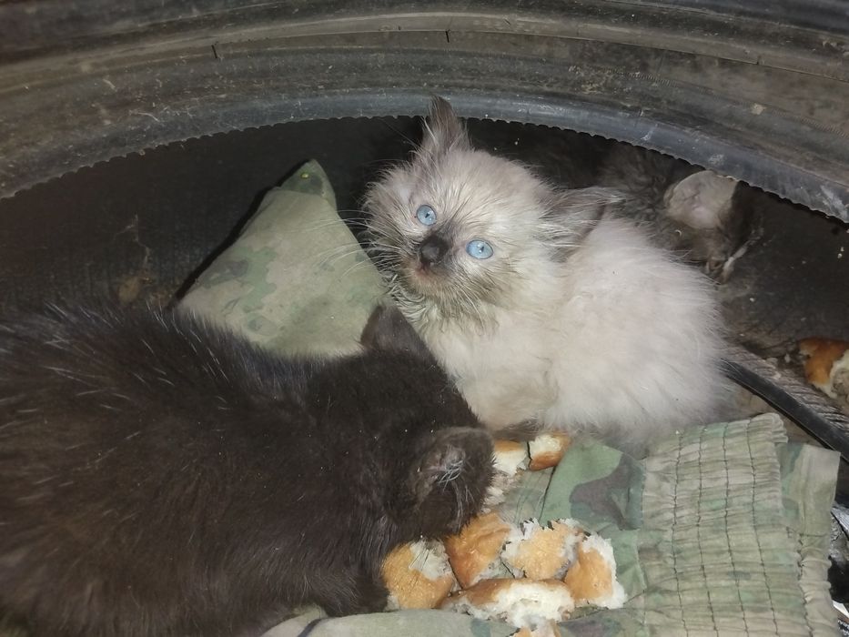 Отдам котёнка бесплатно