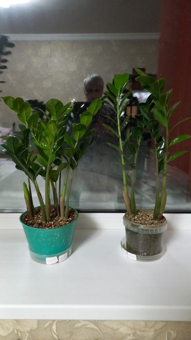 Замиакулькас или долларовое