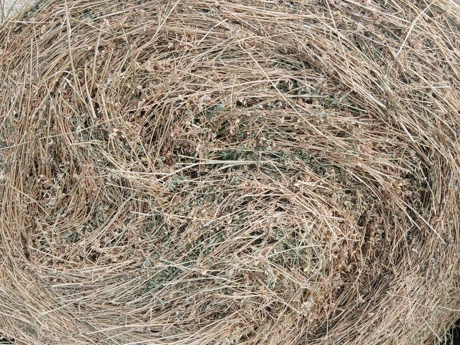 Балли люцерна за продаване