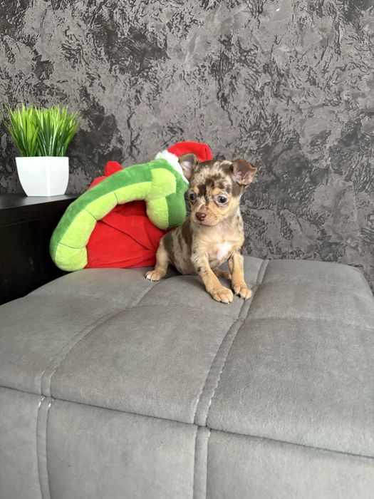 Щенки той-терьер с документами