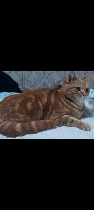 Skotish strayt Mramor