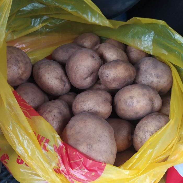 Картошка домашняя