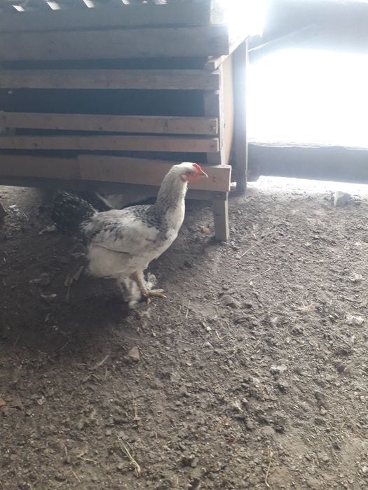 Продам молодых петухов