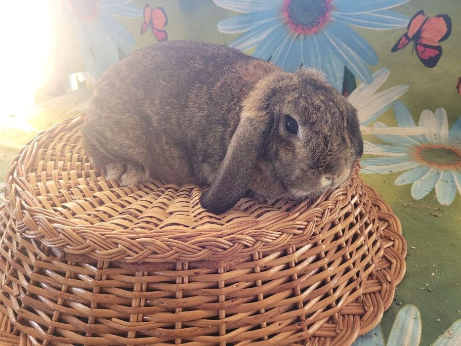 Karlik baran sotiladi